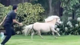 MS Dhoni फॉर्म हाउस में घोड़े संग रेस लगाते आए नजर, साक्षी ने Video कर दिया वायरल
